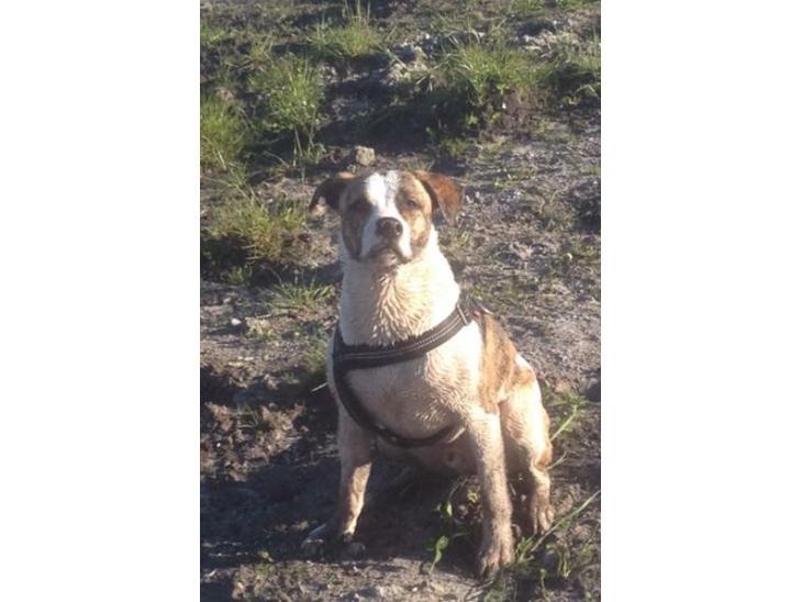 Blanding af racer Iron billede 14