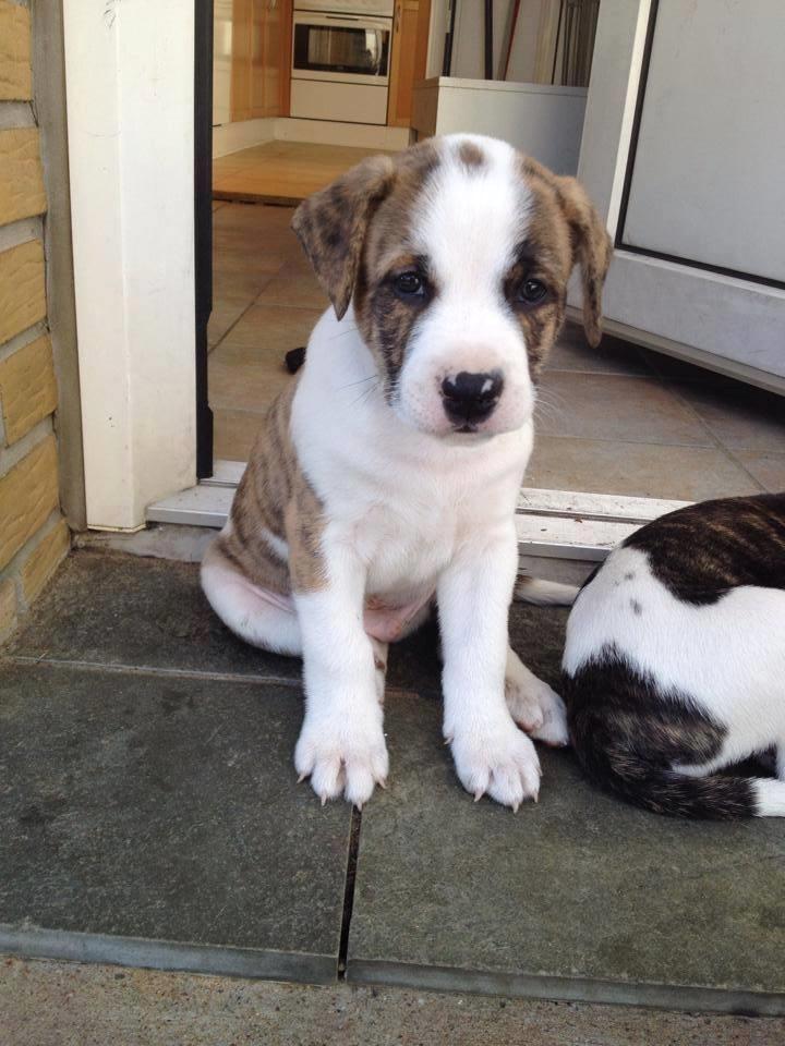 Blanding af racer Iron billede 1