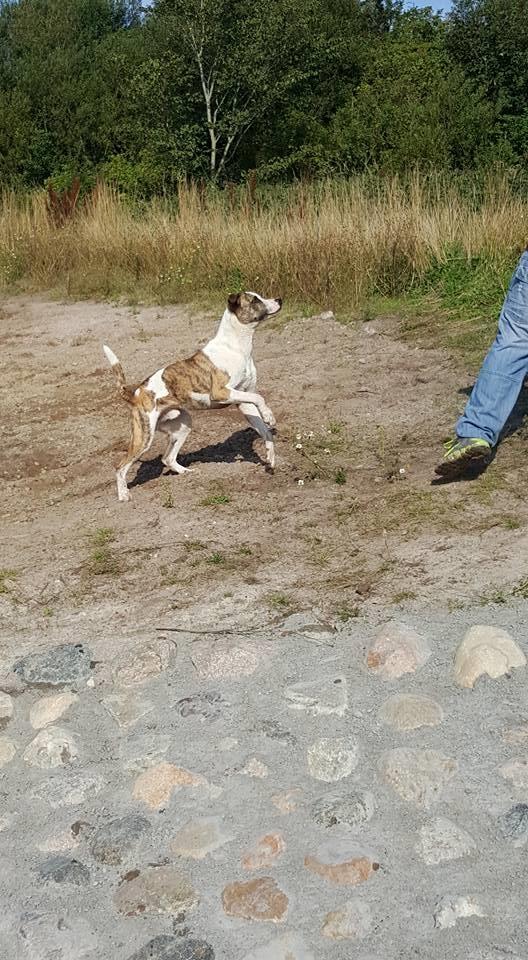 Blanding af racer Iron billede 12