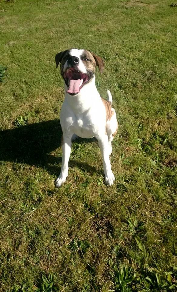 Blanding af racer Iron billede 15