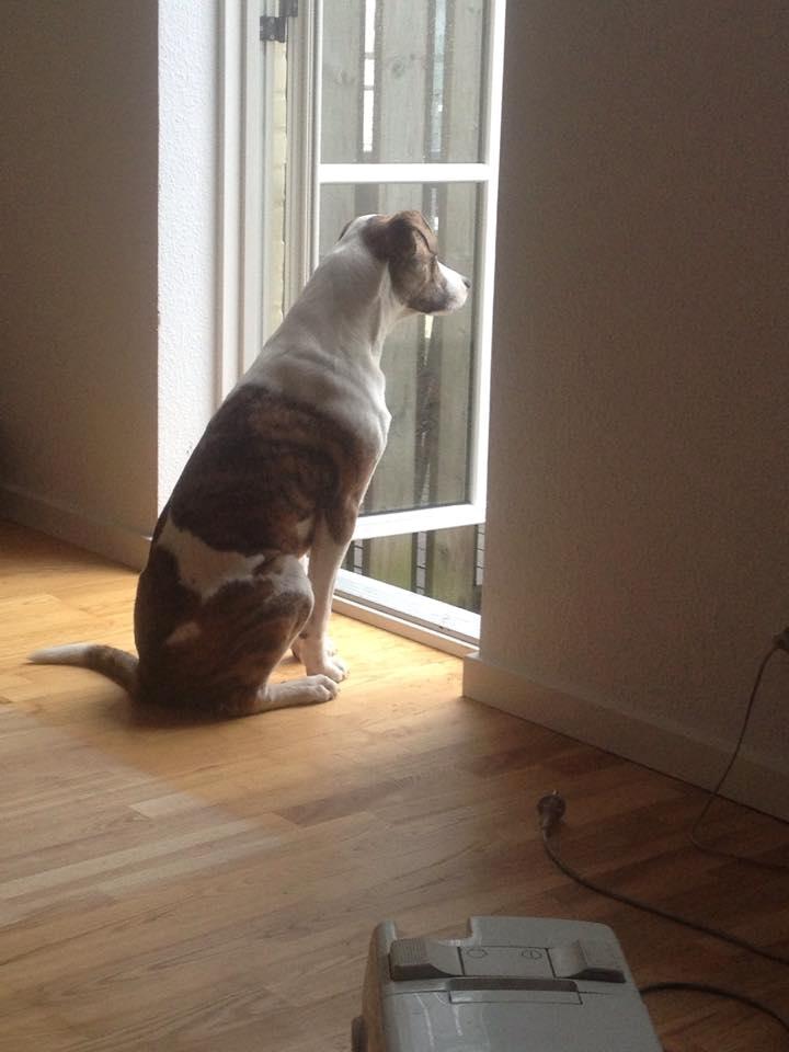 Blanding af racer Iron billede 10