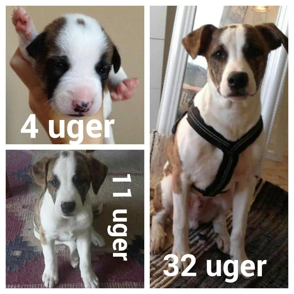 Blanding af racer Iron billede 3