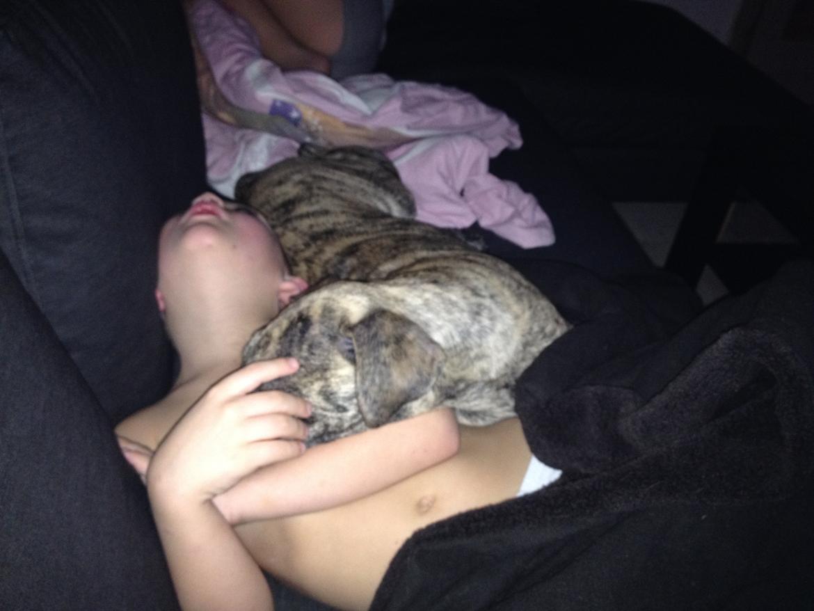 Blanding af racer Misha billede 1