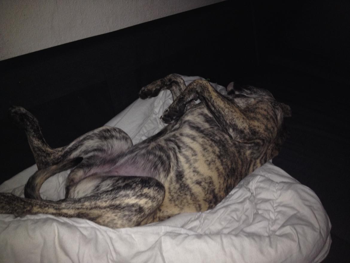 Blanding af racer Misha billede 2