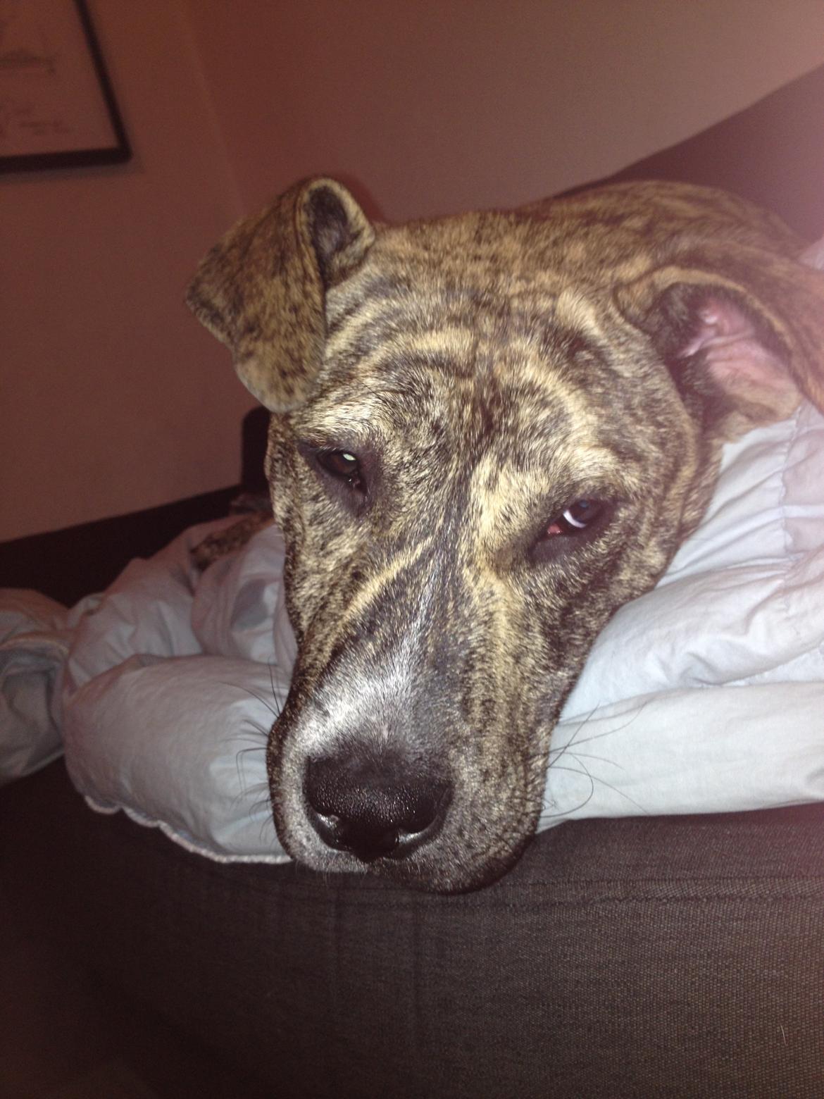 Blanding af racer Misha billede 3