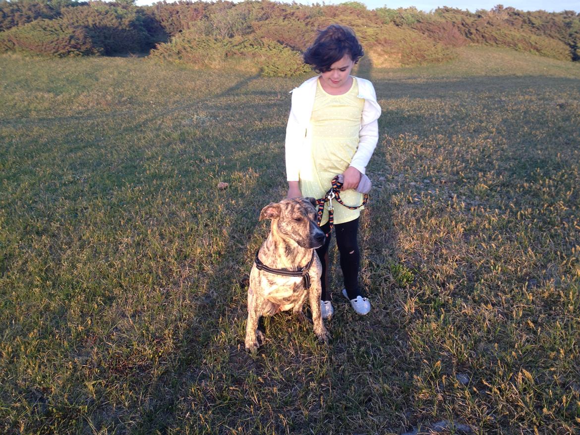 Blanding af racer Misha billede 4