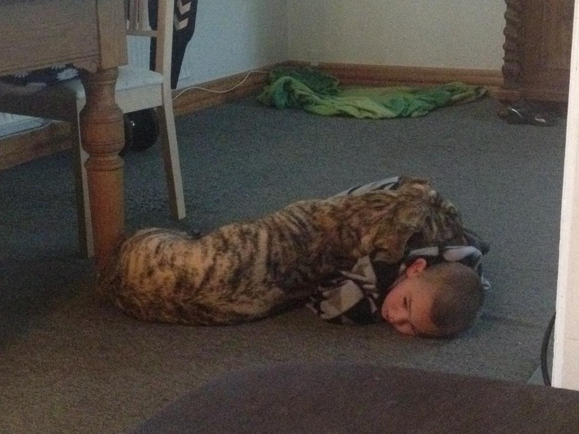 Blanding af racer Misha billede 5