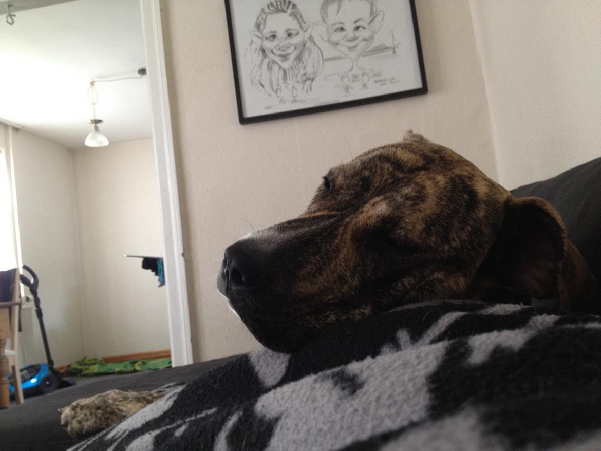 Blanding af racer Misha billede 7