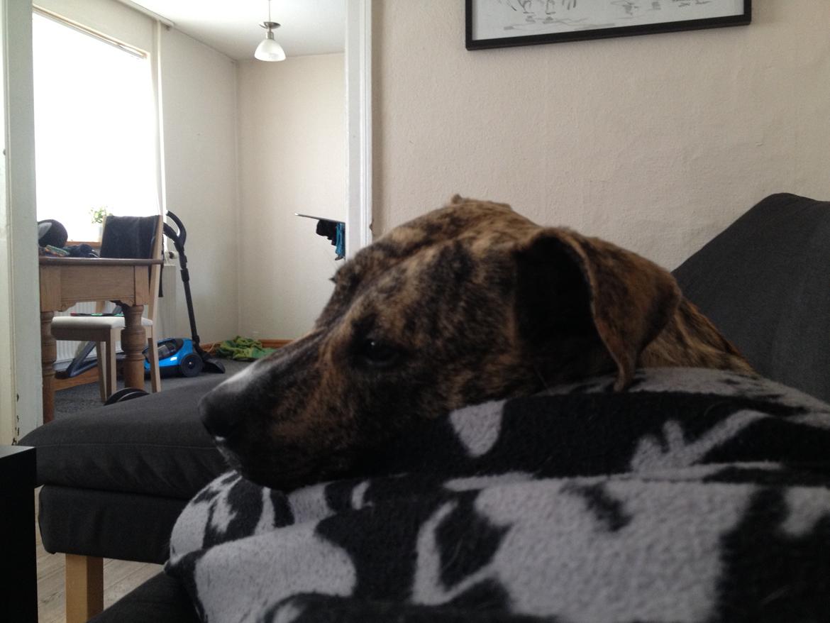 Blanding af racer Misha billede 8