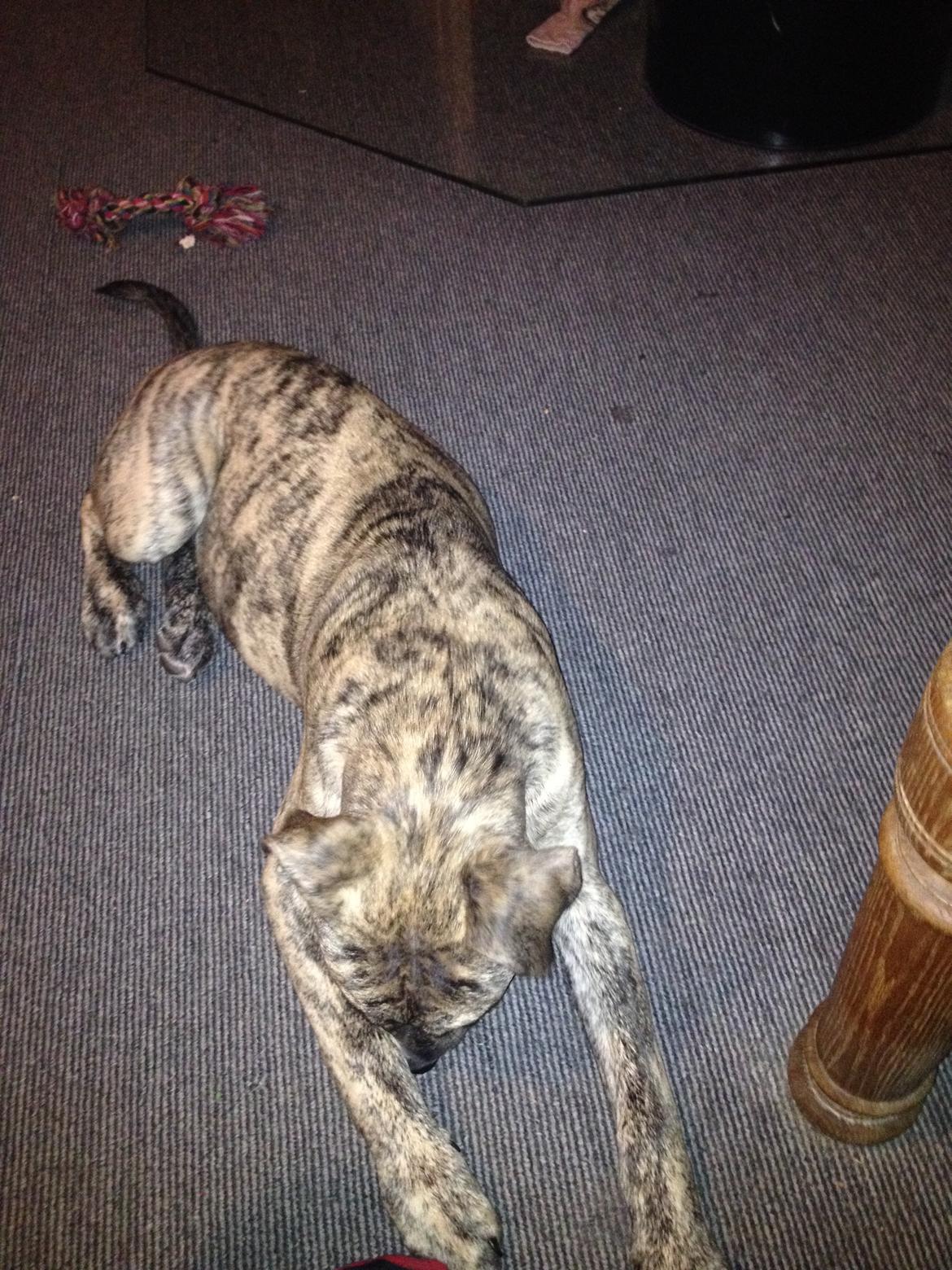 Blanding af racer Misha billede 9