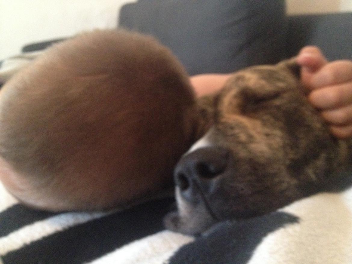 Blanding af racer Misha billede 11