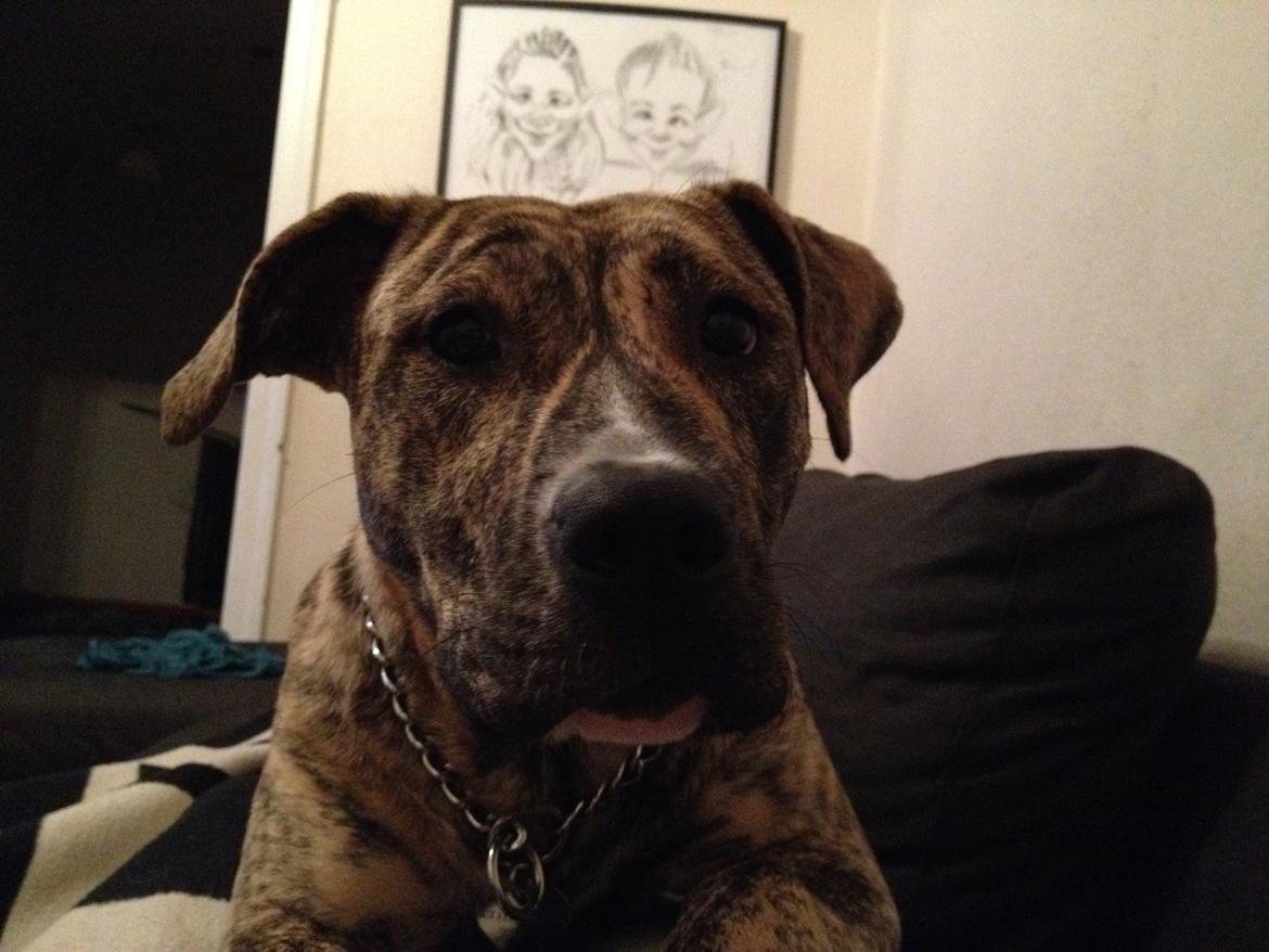 Blanding af racer Misha billede 10