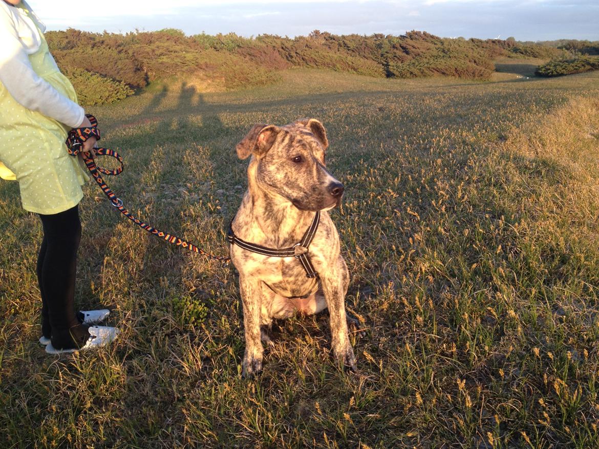 Blanding af racer Misha billede 12