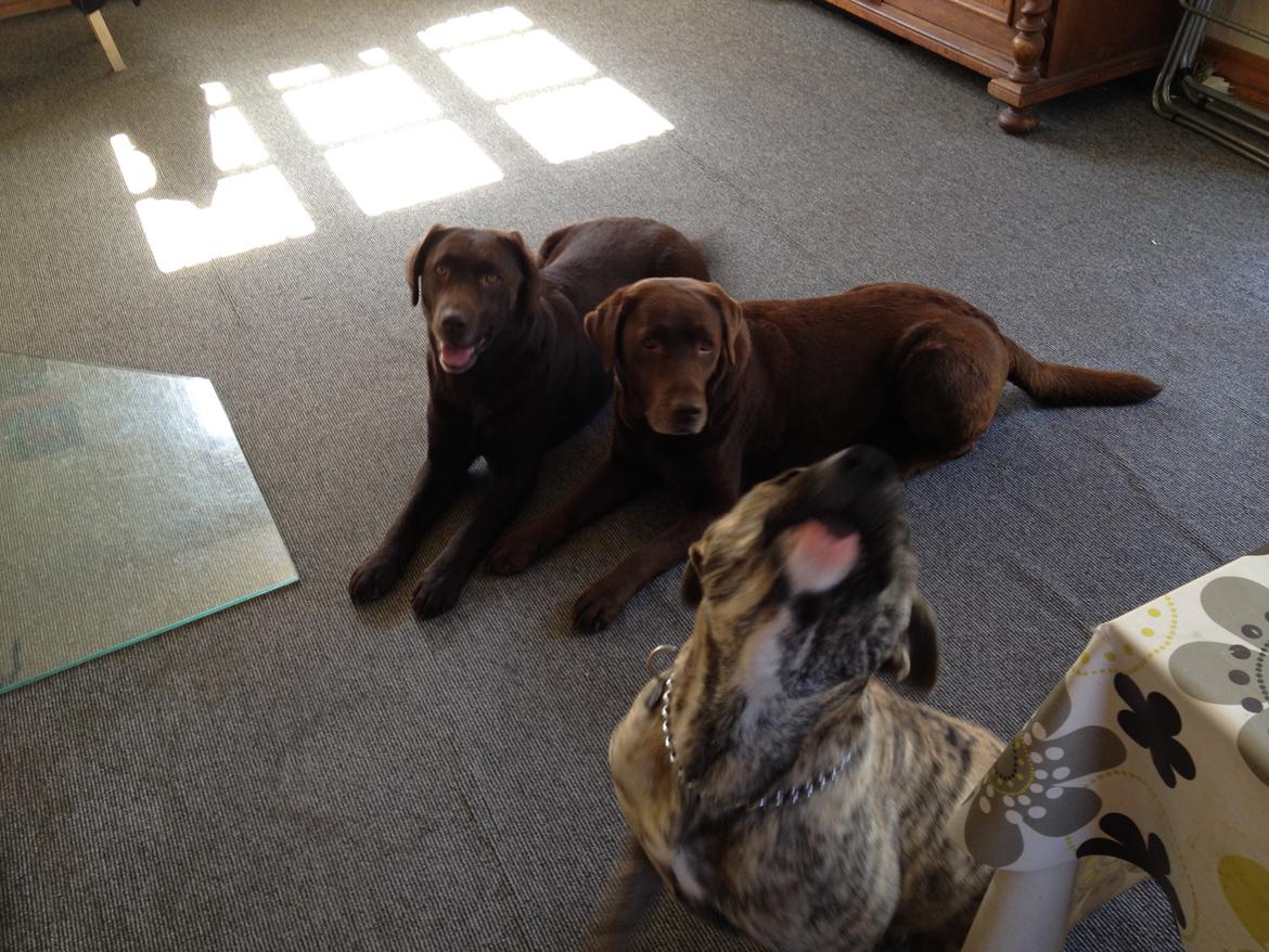 Blanding af racer Misha billede 14