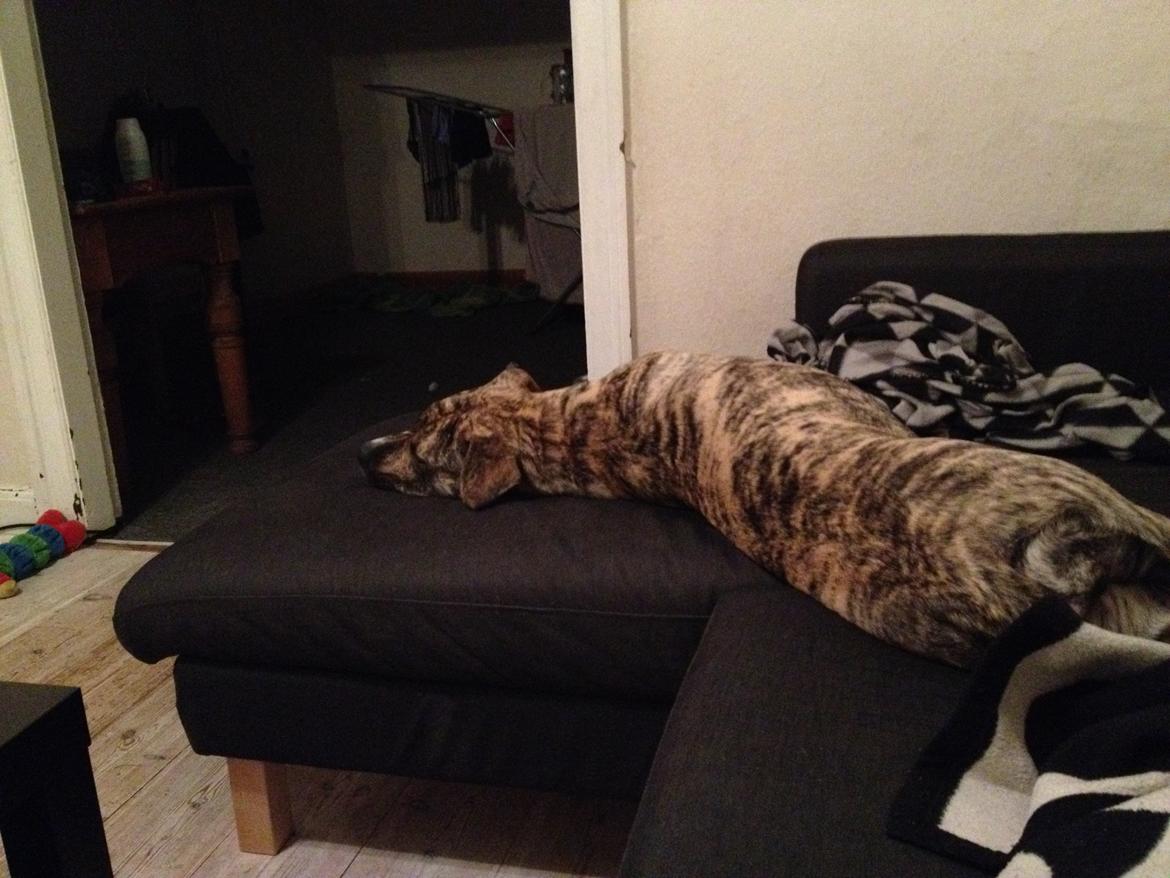 Blanding af racer Misha billede 13