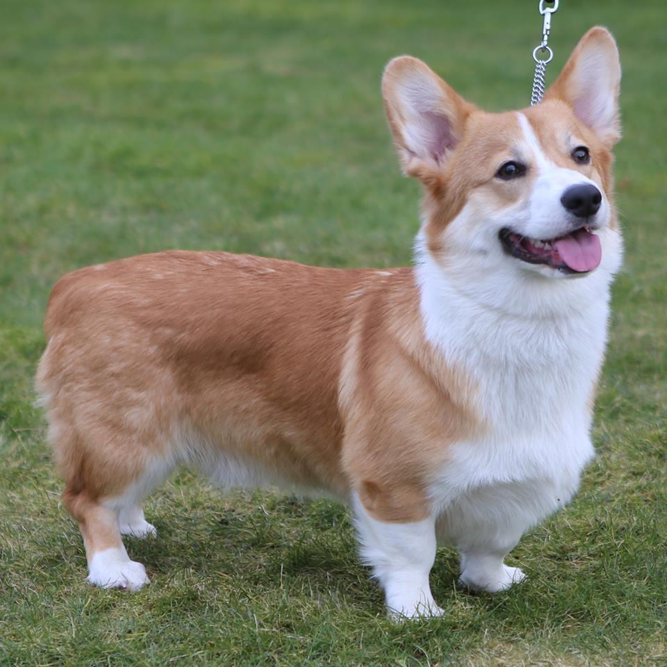 Welsh corgi pembroke Humphrey billede 1