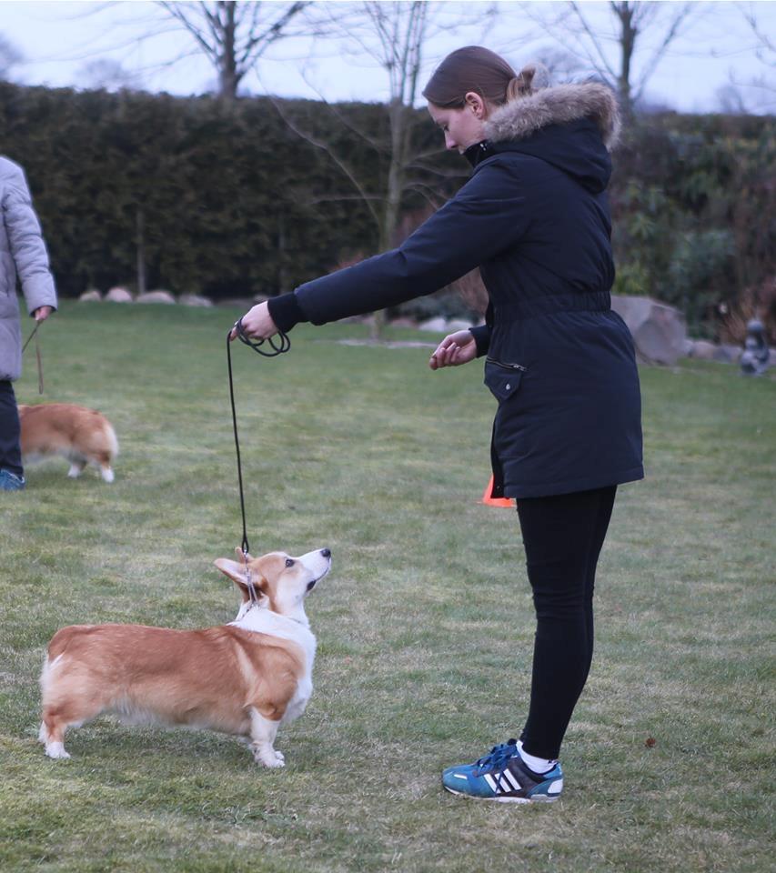 Welsh corgi pembroke Humphrey billede 2