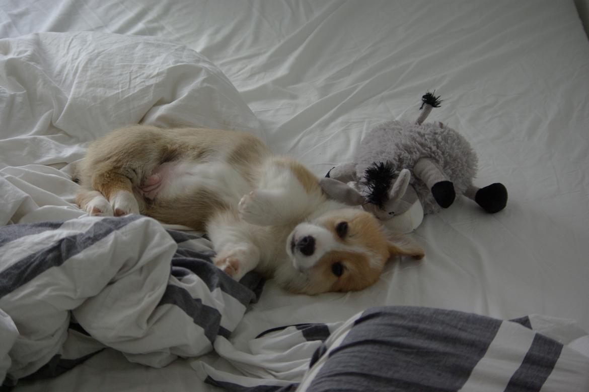 Welsh corgi pembroke Humphrey billede 3