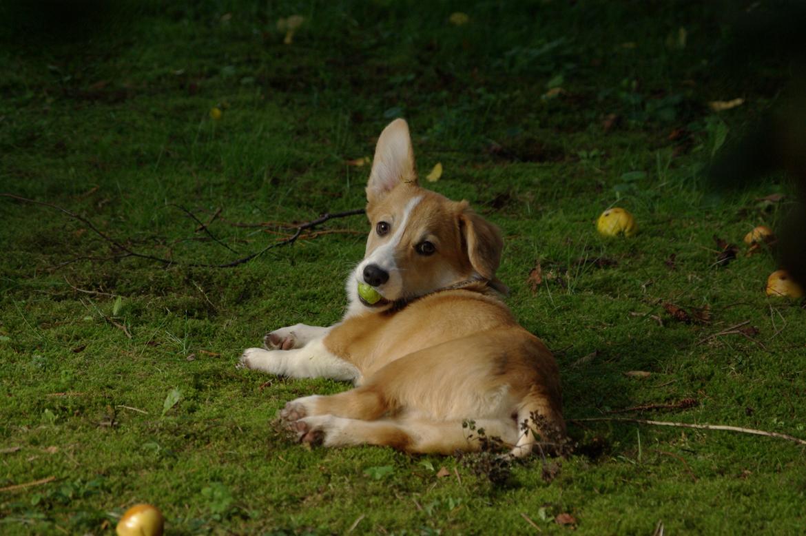 Welsh corgi pembroke Humphrey billede 4