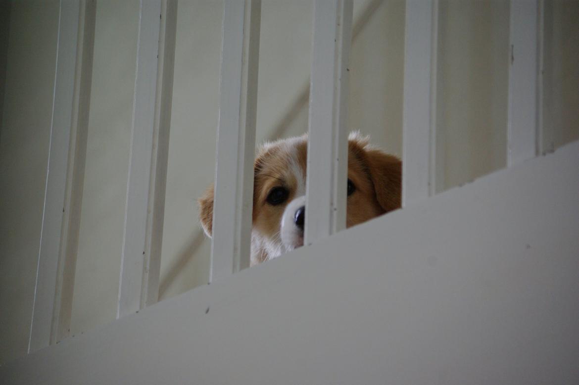 Welsh corgi pembroke Humphrey billede 5