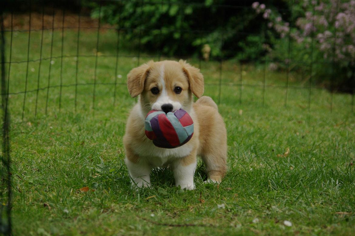 Welsh corgi pembroke Humphrey billede 6