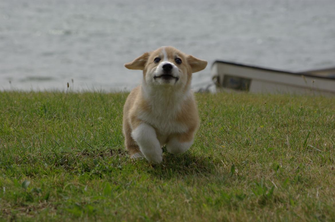 Welsh corgi pembroke Humphrey billede 7