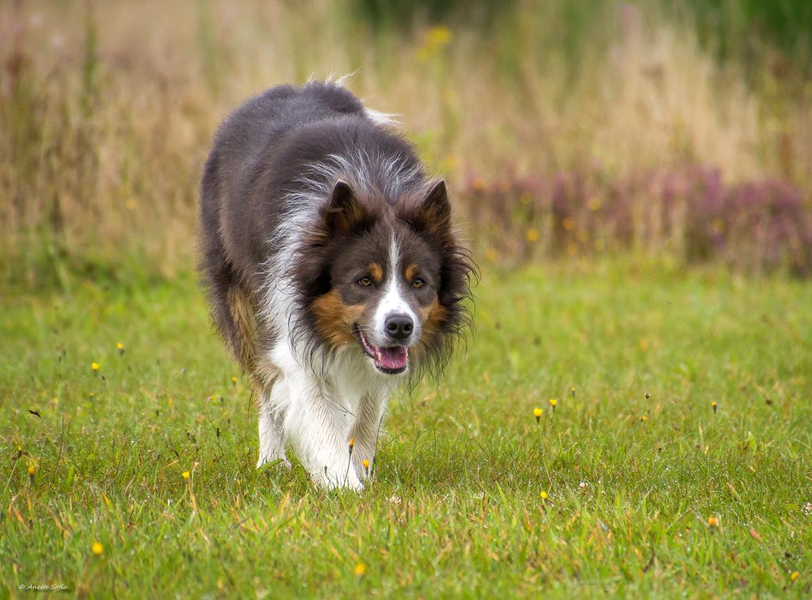 Border collie Icon billede 2