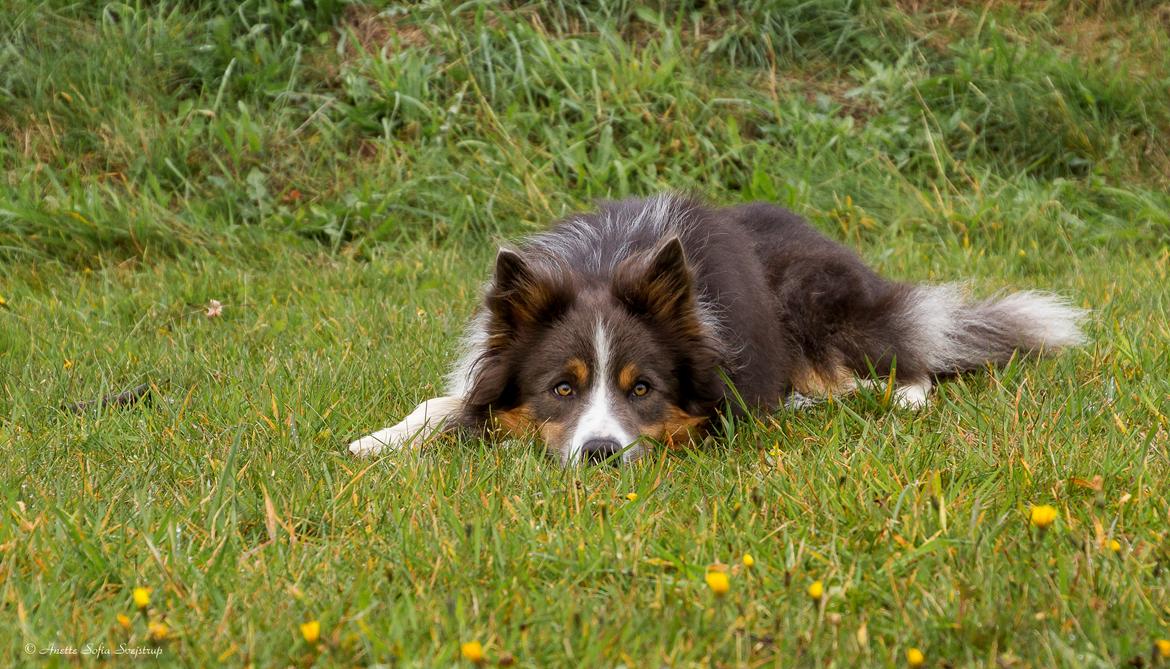 Border collie Icon billede 3