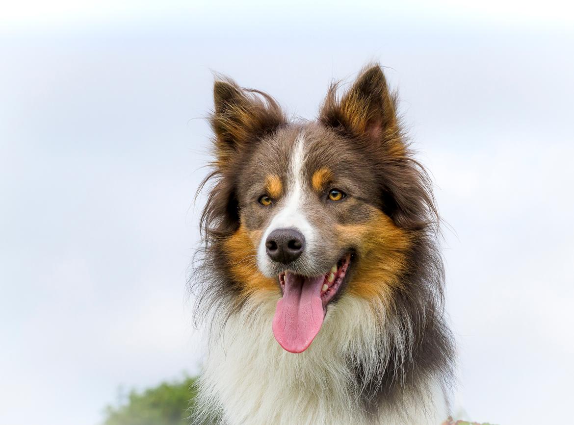 Border collie Icon billede 5