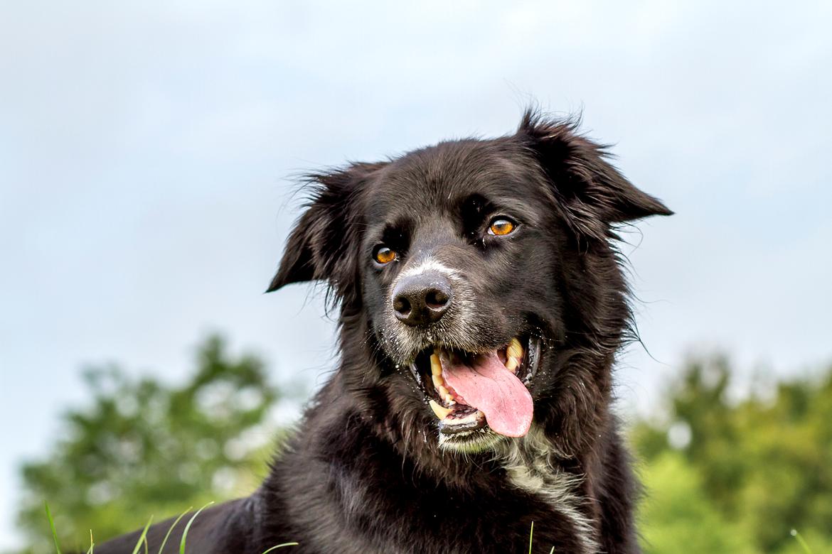 Blanding af racer Albert - død 10.12.18 billede 1