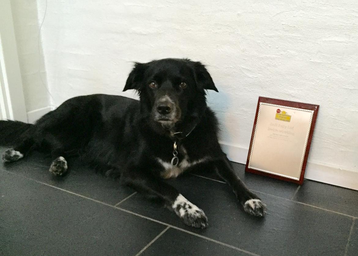 Blanding af racer Albert - død 10.12.18 billede 2