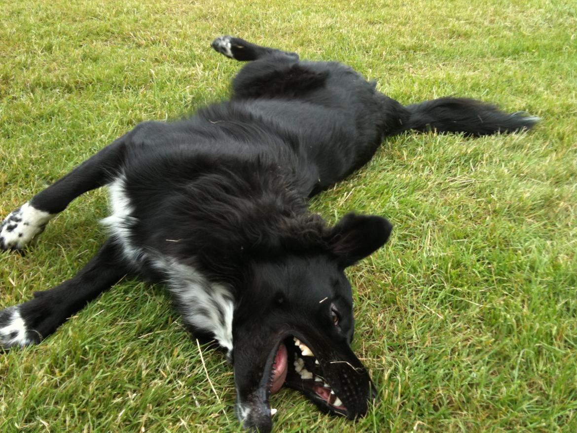 Blanding af racer Albert - død 10.12.18 billede 3