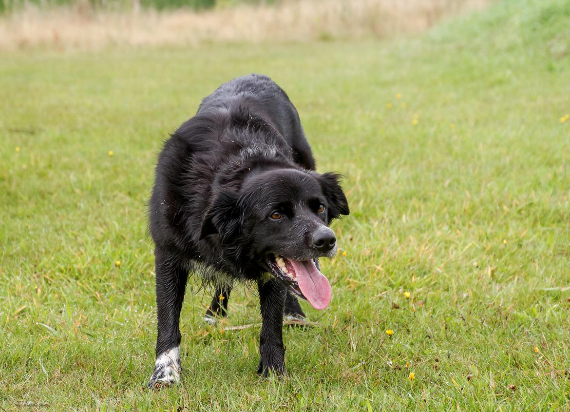 Blanding af racer Albert - død 10.12.18 billede 4