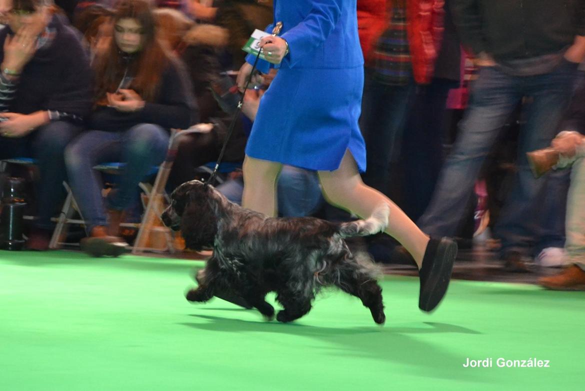 Cocker spaniel Sky - Crufts 2016 billede 40