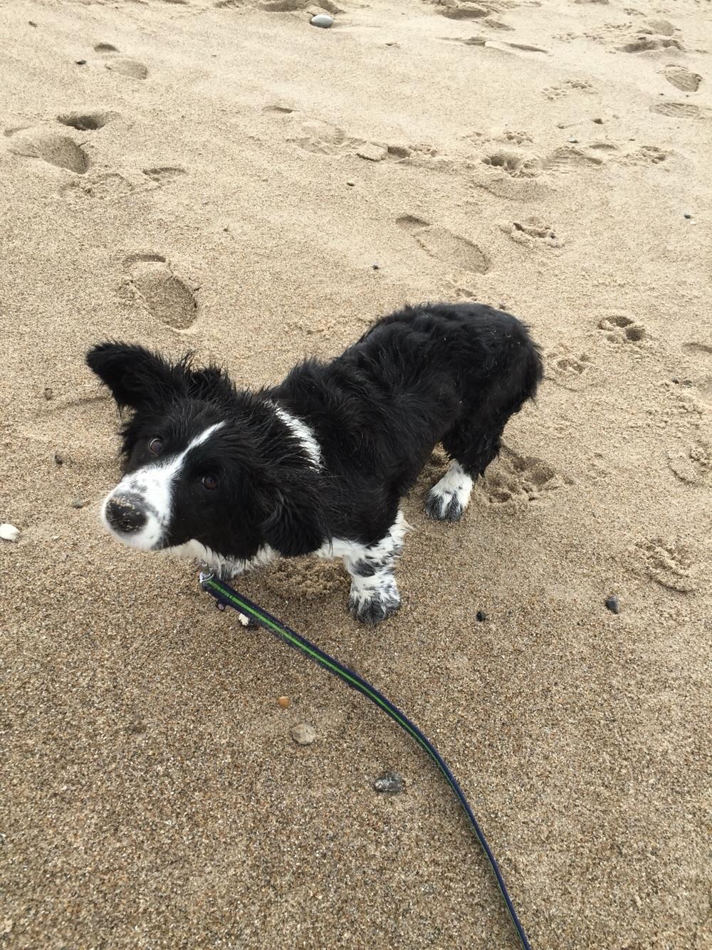 Welsh corgi cardigan Bodil billede 3