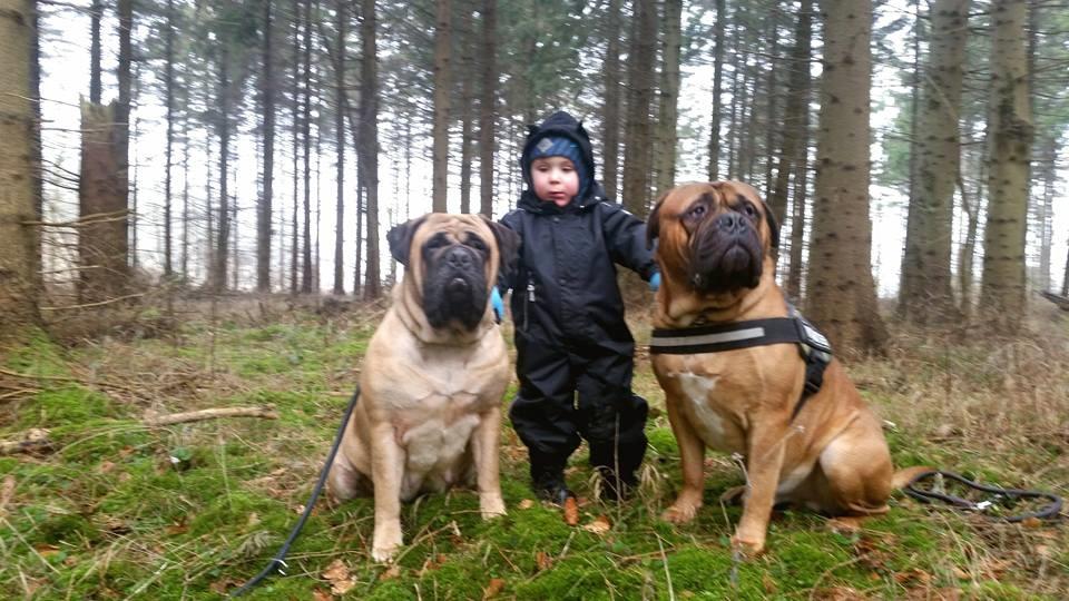 Bullmastiff Bacon billede 3