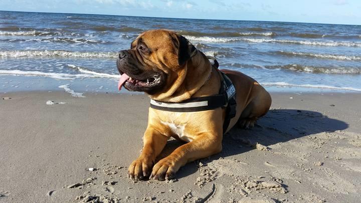 Bullmastiff Bacon billede 2