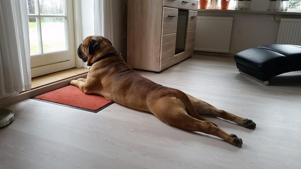 Bullmastiff Bacon billede 5