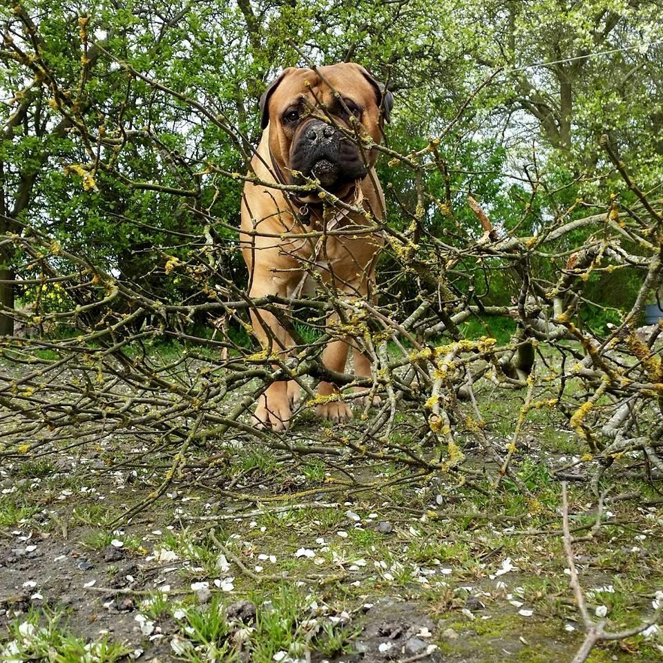 Bullmastiff Bacon billede 4