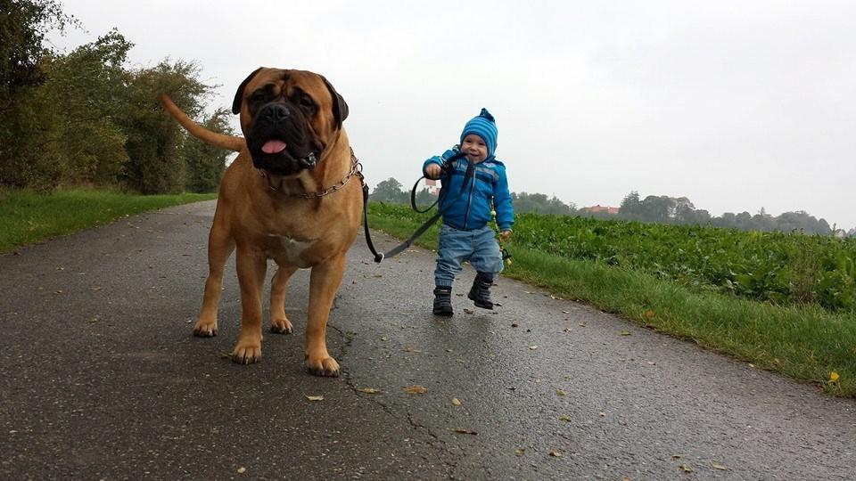 Bullmastiff Bacon billede 1