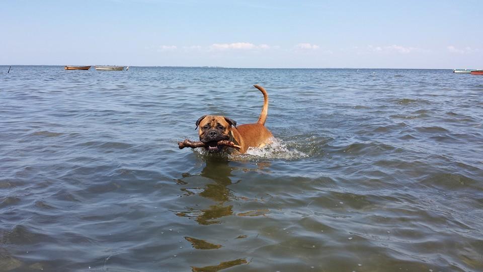 Bullmastiff Bacon billede 7