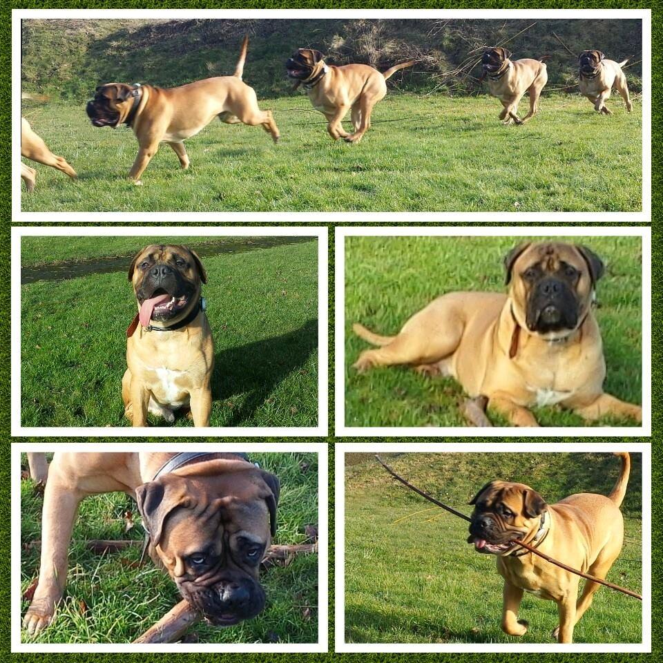 Bullmastiff Bacon billede 8