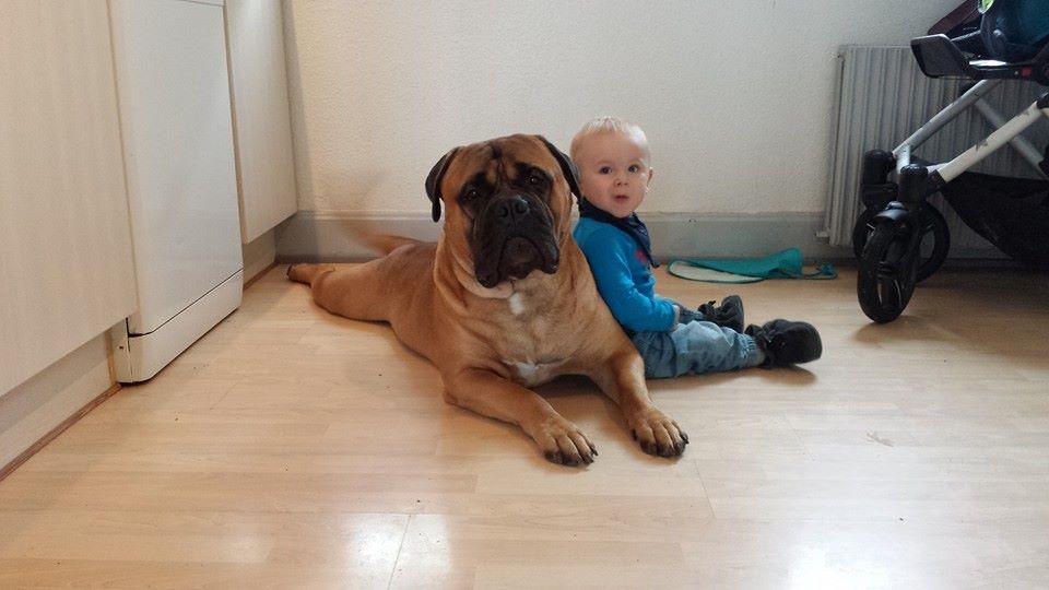 Bullmastiff Bacon billede 6