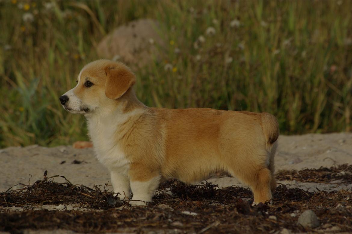 Welsh corgi pembroke Humphrey billede 8