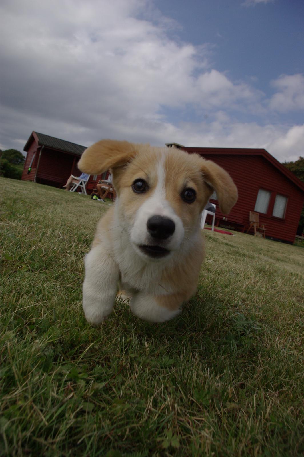 Welsh corgi pembroke Humphrey billede 9