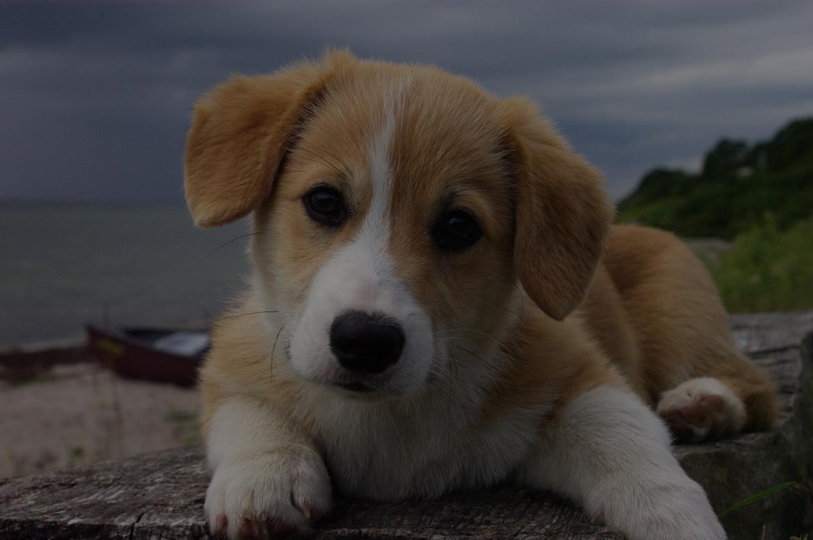 Welsh corgi pembroke Humphrey billede 10