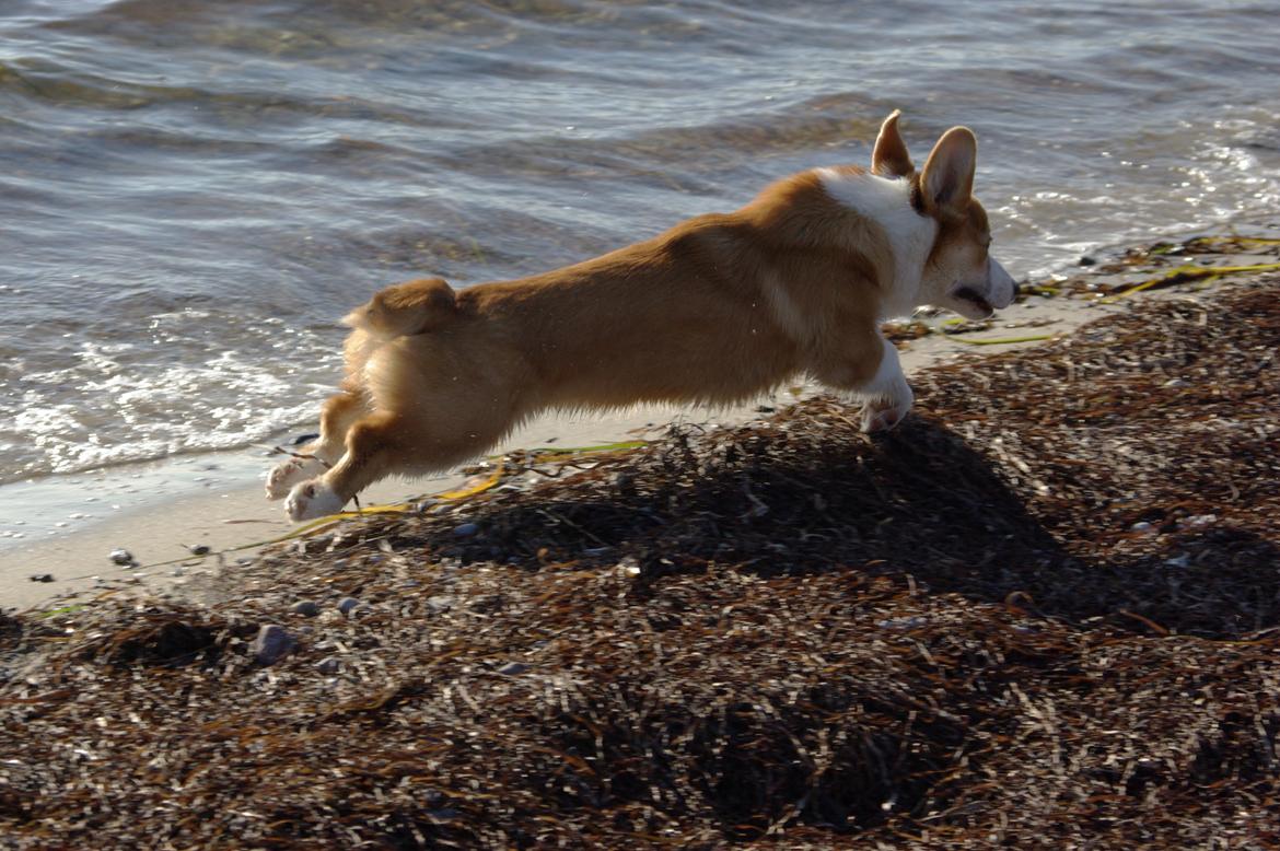 Welsh corgi pembroke Humphrey billede 11
