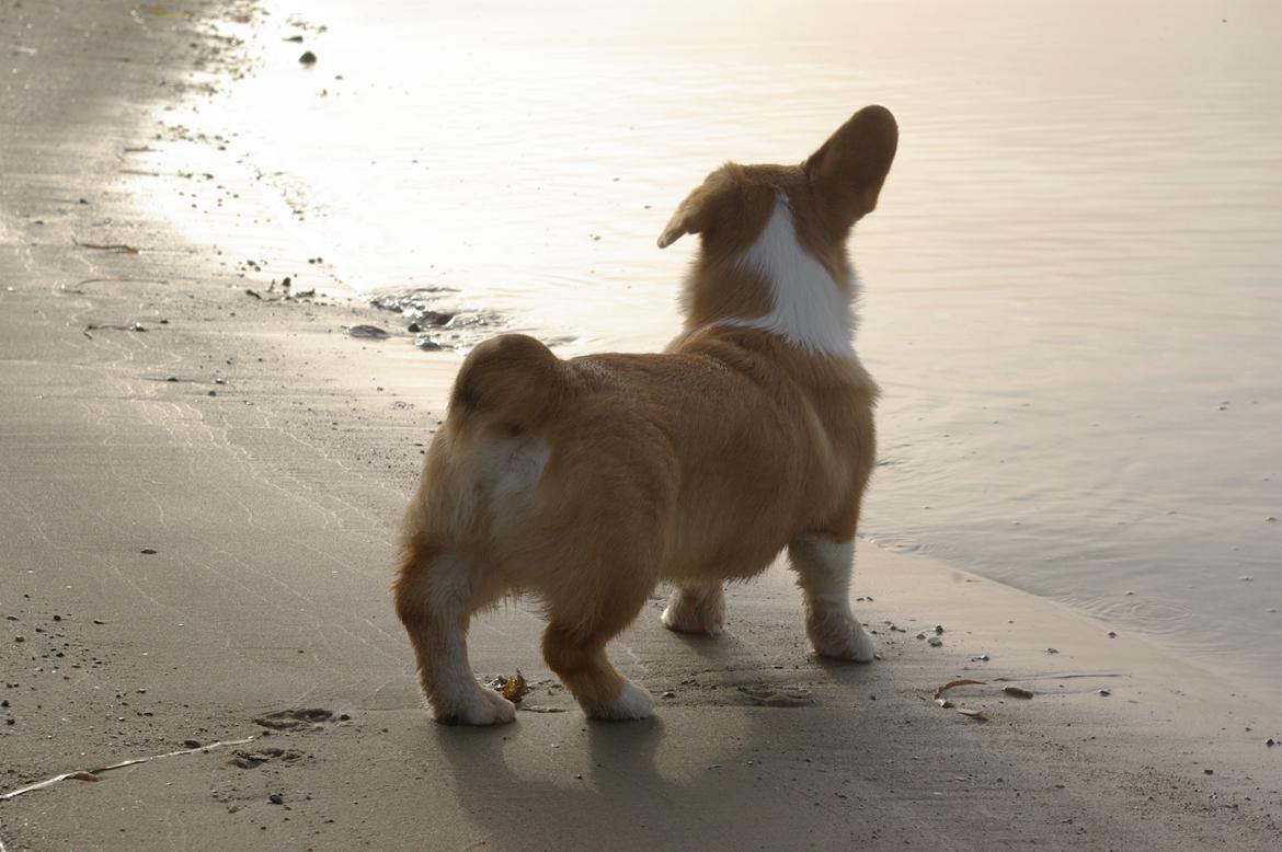 Welsh corgi pembroke Humphrey billede 12