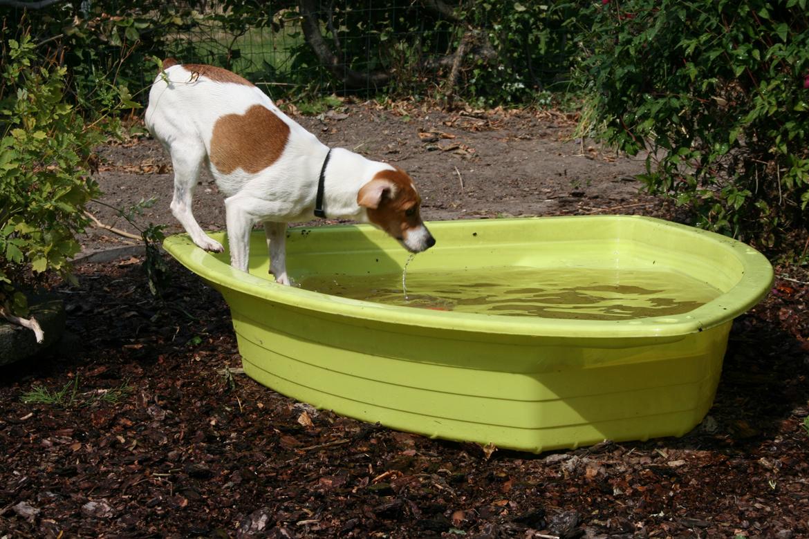 Dansk svensk gaardhund Sørøver Zallie - alle hunde har ret til et badekar. billede 49