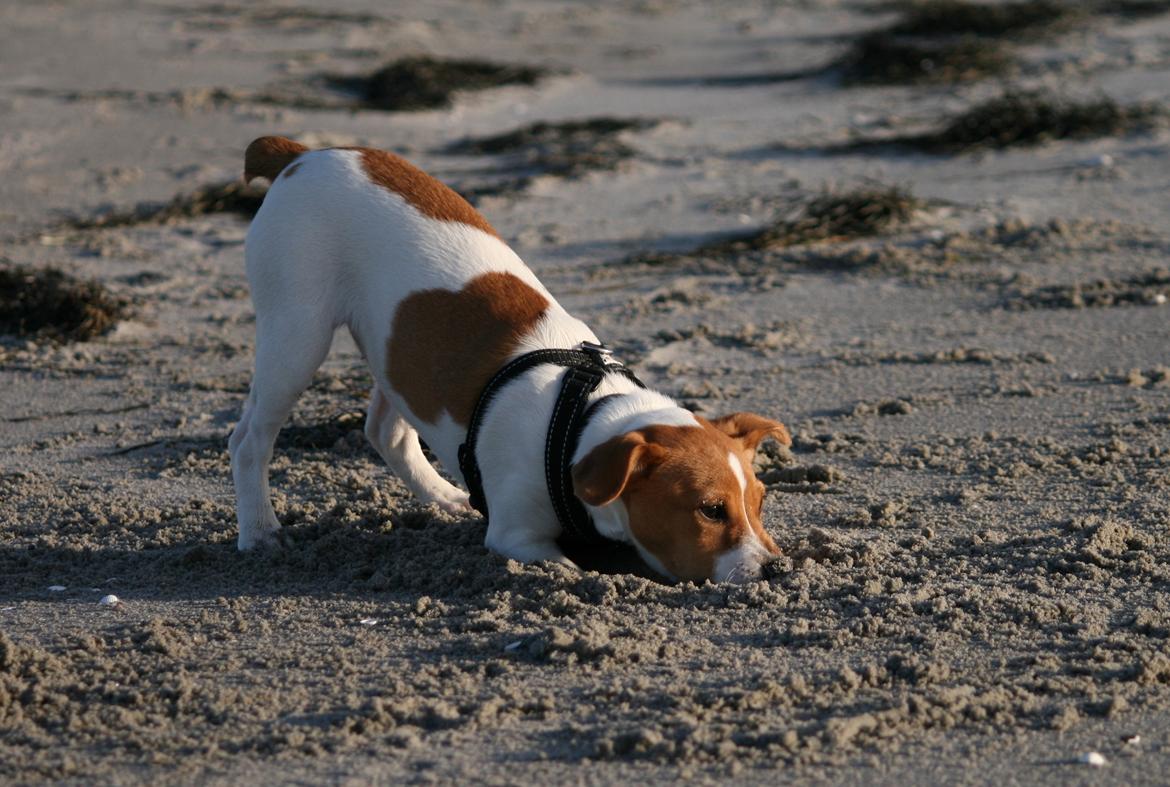 Dansk svensk gaardhund Sørøver Zallie billede 50